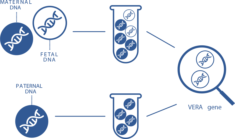 veragen infographic