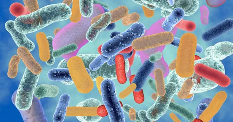 Mikrobiota i dijagnostički testovi detaljne analize stolice