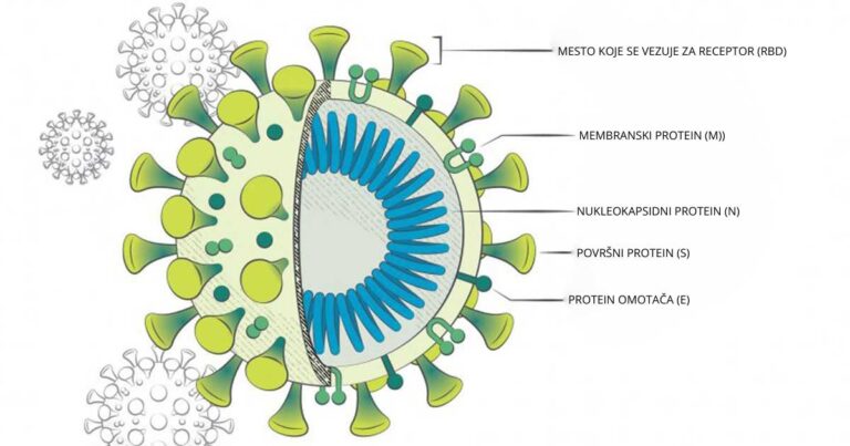 Serološki test na korona virus