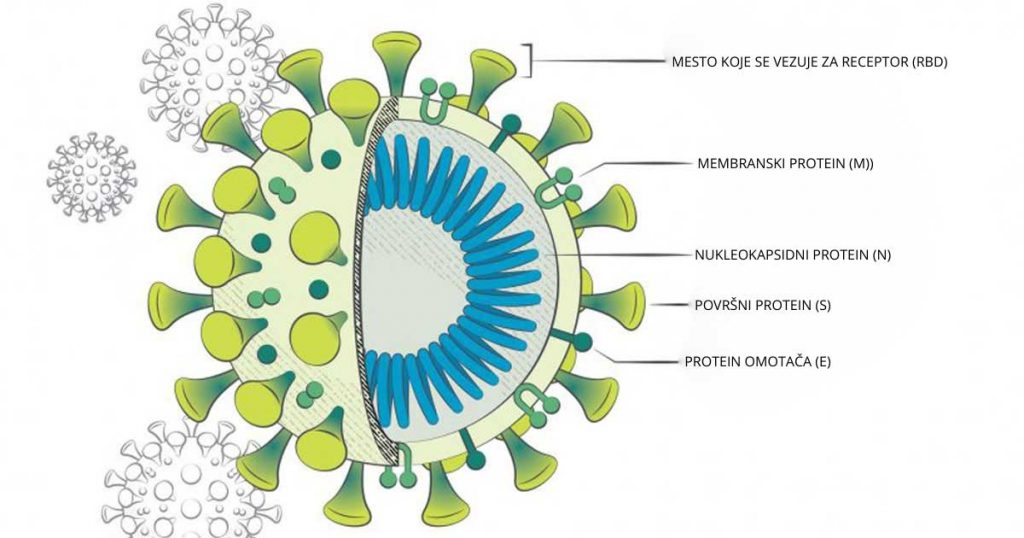 Serološki test na korona virus
