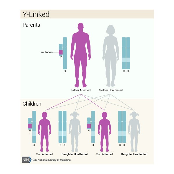 Mikrodelecije Y hromozoma – uzročnik steriliteta kod muškarca 2
