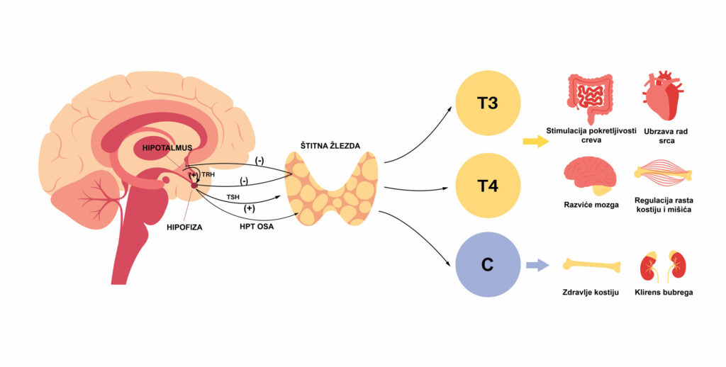 Zašto je hipotalamo-hipofizno-tiroidna osovina važna za zdravlje žena