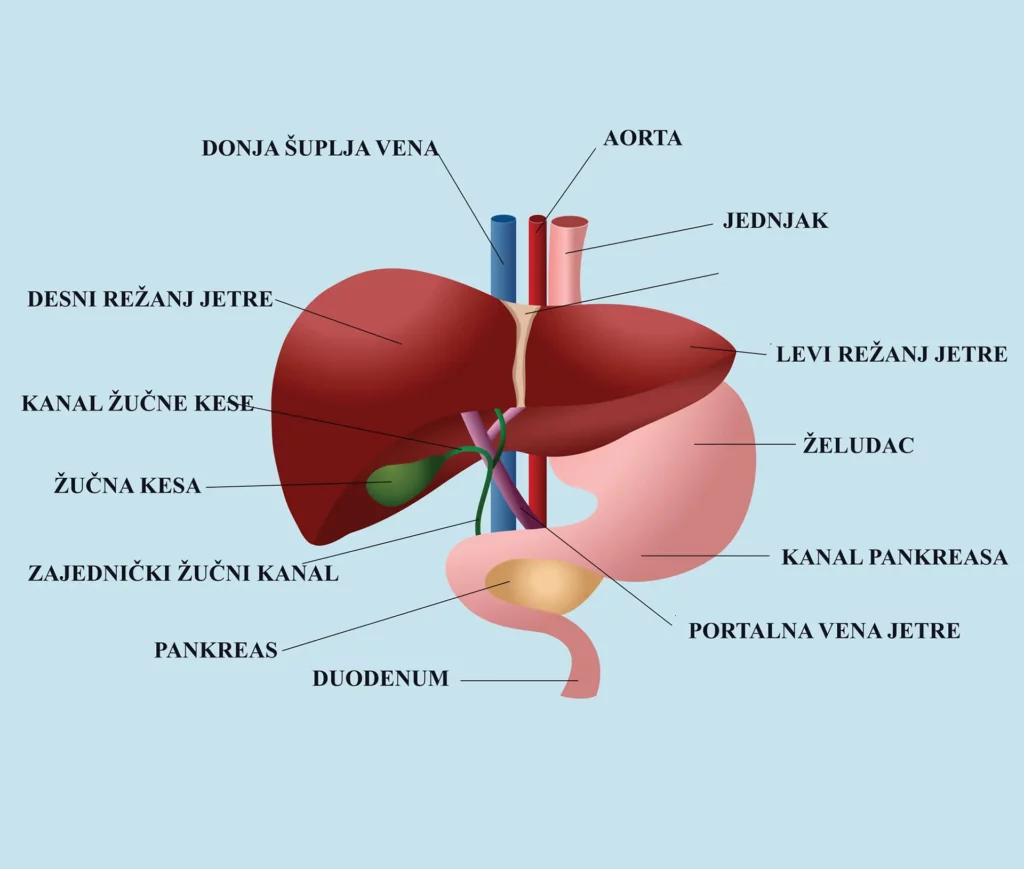 Anatomija jetre