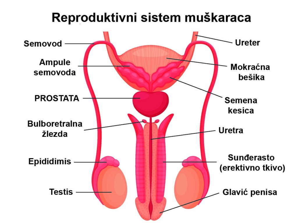 Oboljenja prostate-simptomi, dijagnoza i laboratorijski testovi 1