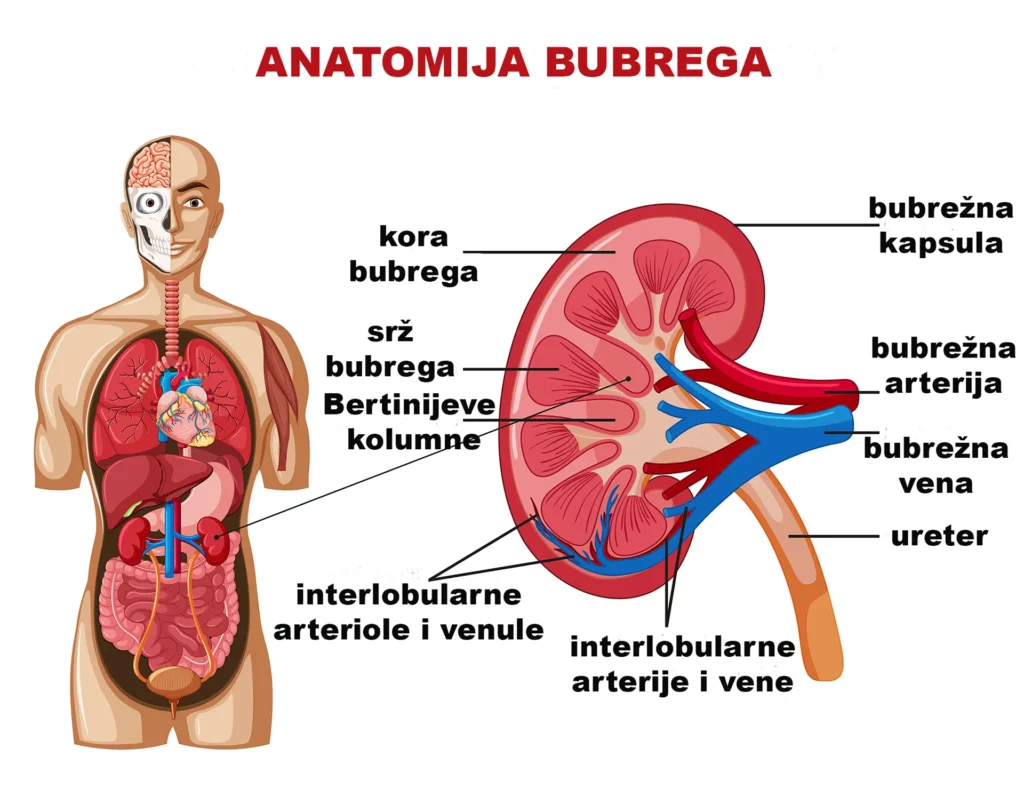 Bolesti bubrega – simptomi, uzroci, dijagnostika i terapija 43