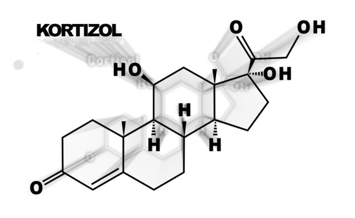 Hormon stresa kortizol 1