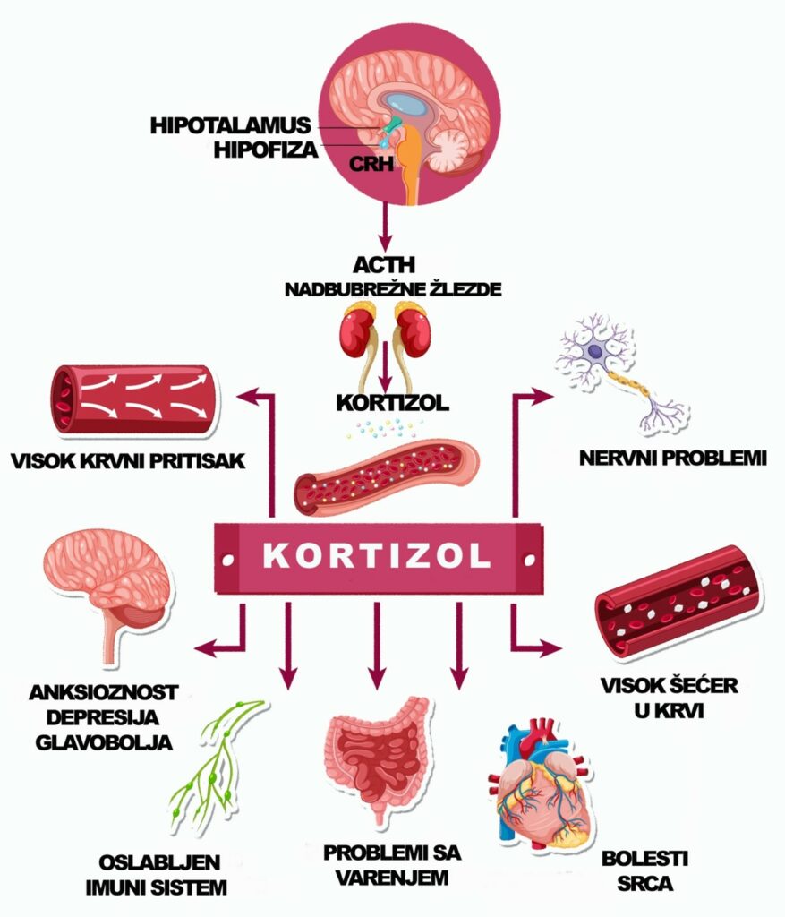 Hormon stresa kortizol 7