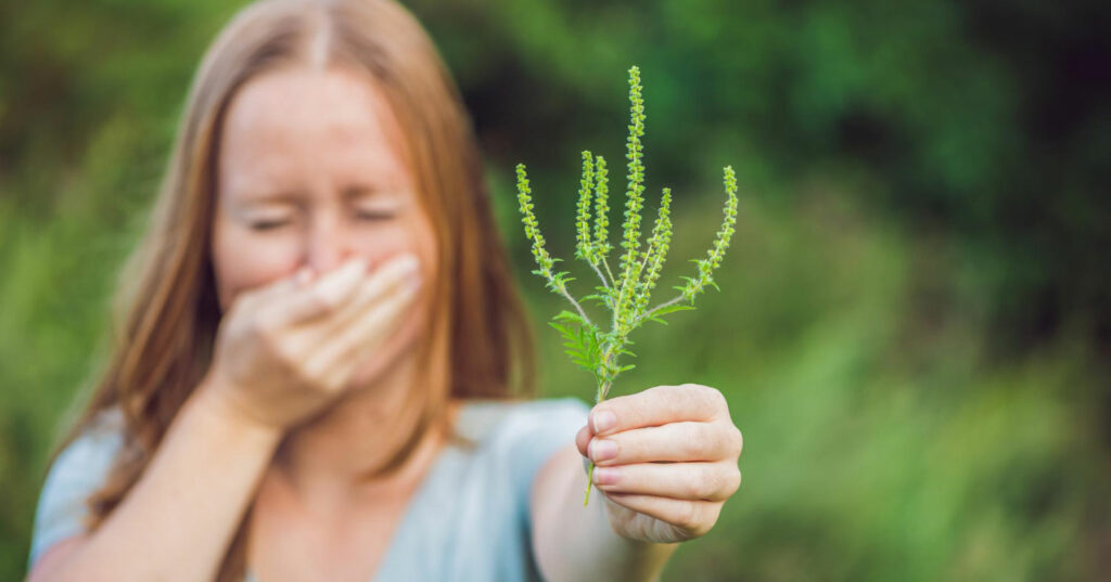 Alergija na ambroziju 7
