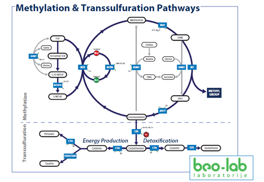 Metilacija i reproduktivno zdravlje 1 Metilacija i reproduktivno zdravlje 1