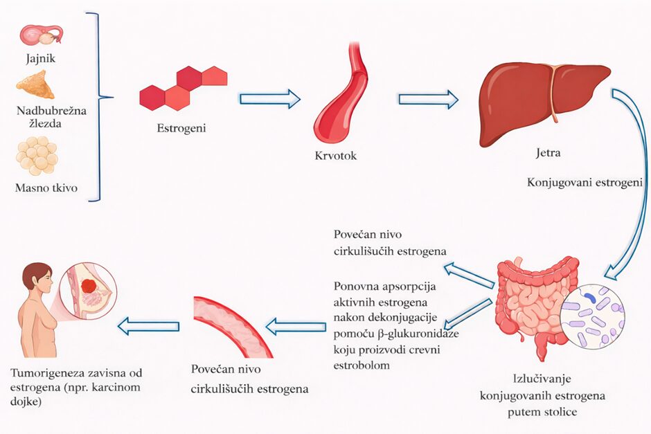 Estrogenska dominacija – mit ili realan disbalans koji se može meriti? 2