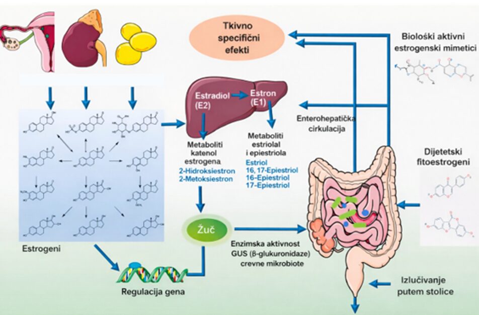 Estrogenska dominacija – mit ili realan disbalans koji se može meriti? 3